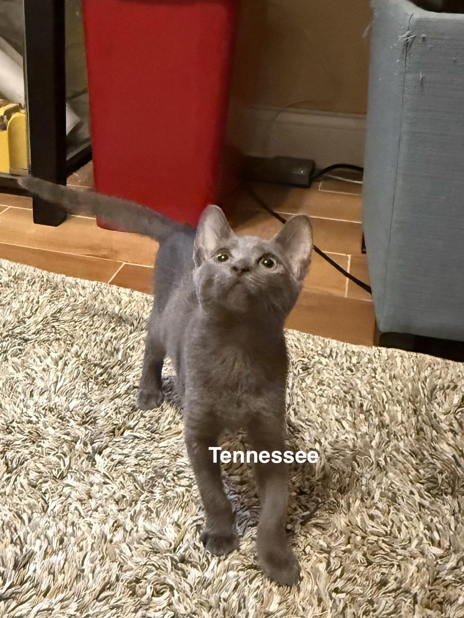 Tennessee (1855), Adoptable, Kitten Female Domestic Short Hair.