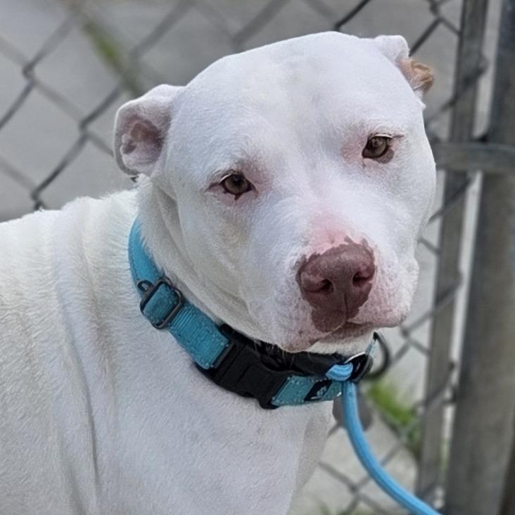 Enlarge Rosie, a Adoptable Pit Bull Terrier in Pittsford, VT image 1/3