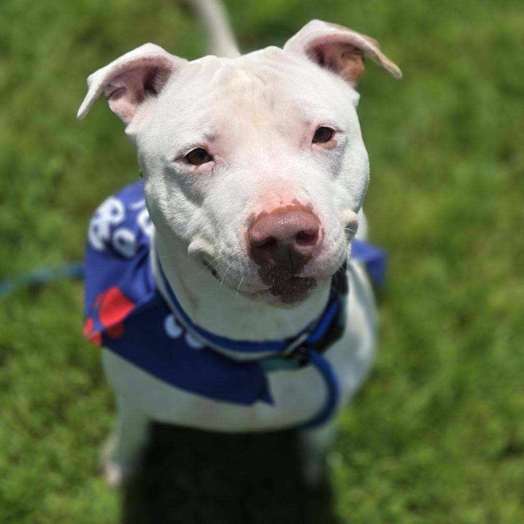 Rosie, Adoptable, Adult Female Pit Bull Terrier.