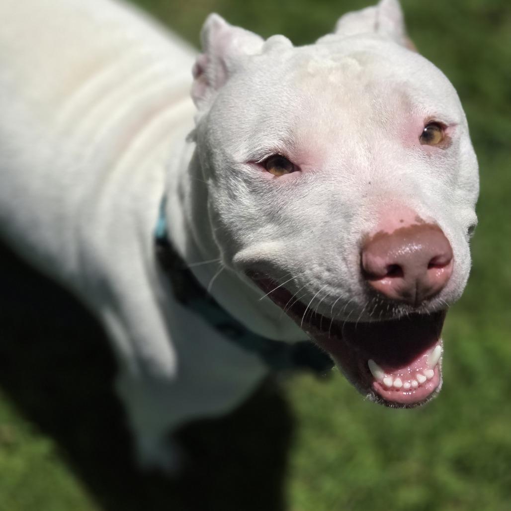 Enlarge Rosie, a Adoptable Pit Bull Terrier in Pittsford, VT image 2/5