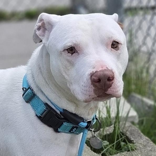 Enlarge Rosie, a Adoptable Pit Bull Terrier in Pittsford, VT image 2/3