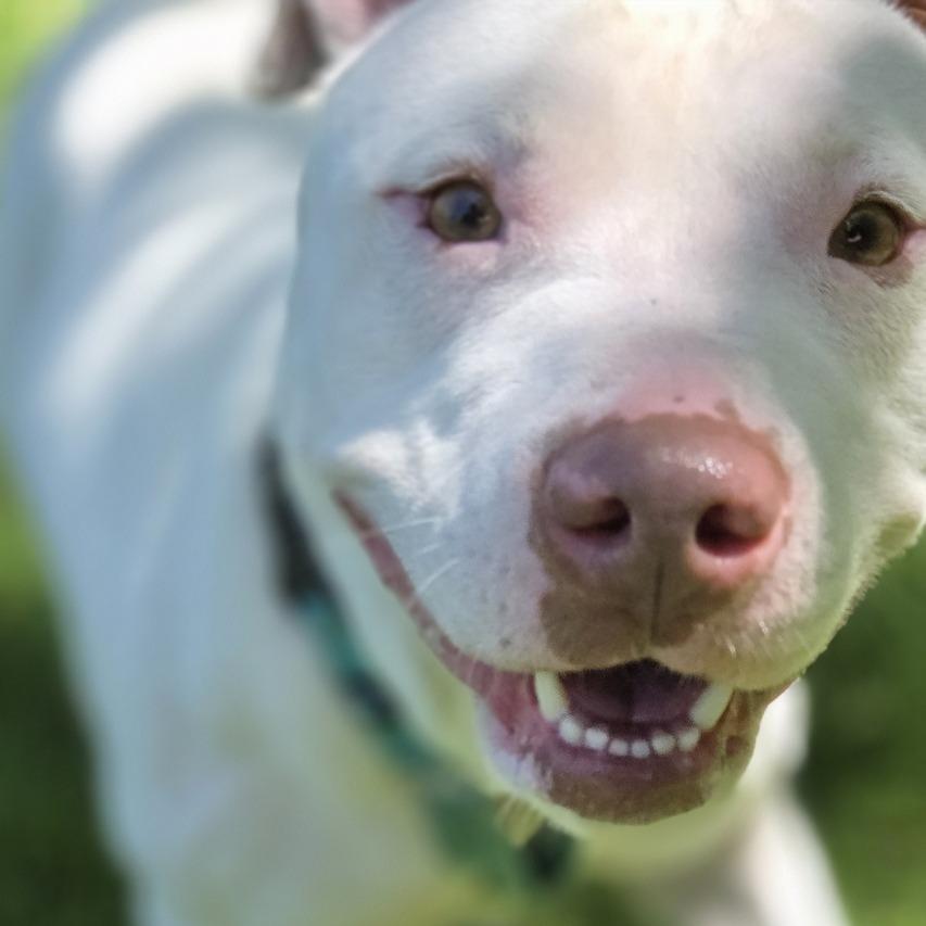 Enlarge Rosie, a Adoptable Pit Bull Terrier in Pittsford, VT image 3/5
