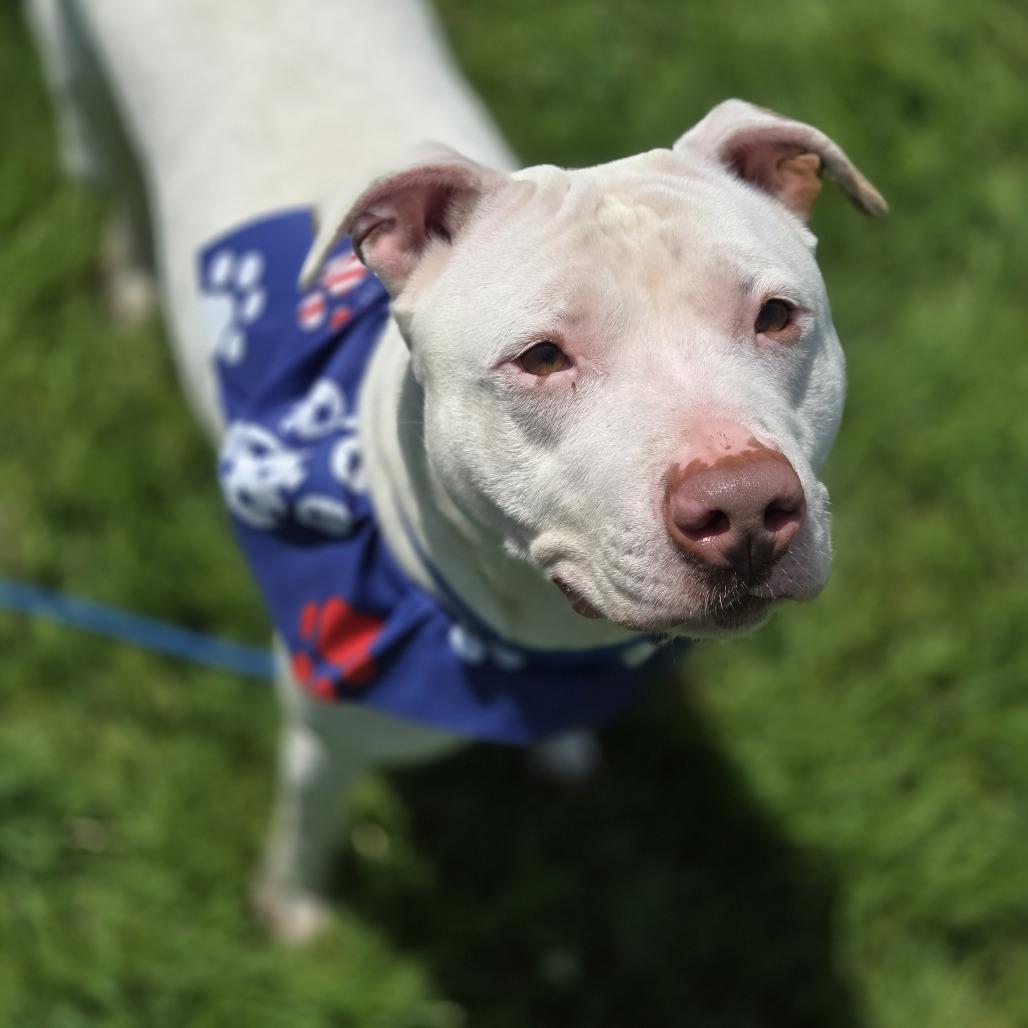 Enlarge Rosie, a Adoptable Pit Bull Terrier in Pittsford, VT image 4/5