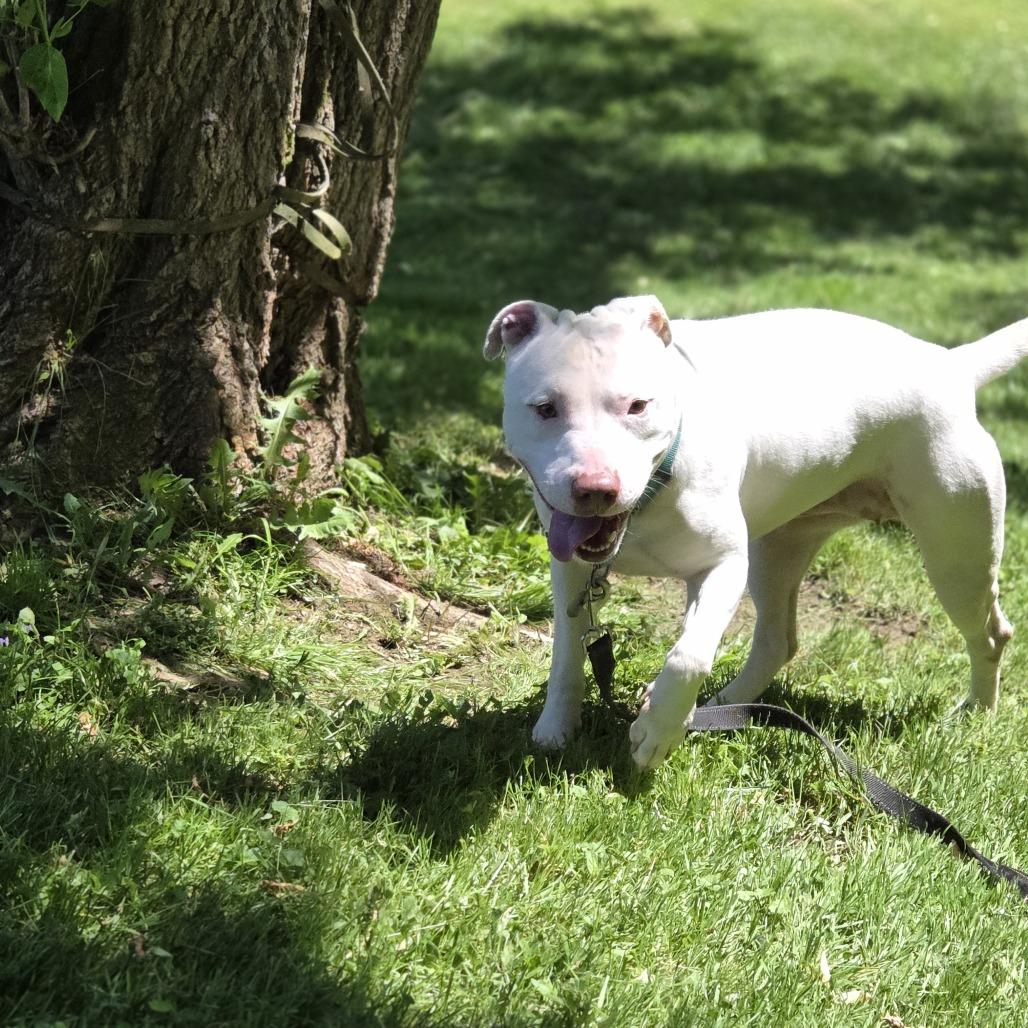 Enlarge Rosie, a Adoptable Pit Bull Terrier in Pittsford, VT image 5/5