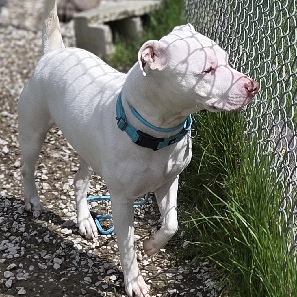 Enlarge Rosie, a Adoptable Pit Bull Terrier in Pittsford, VT image 3/3