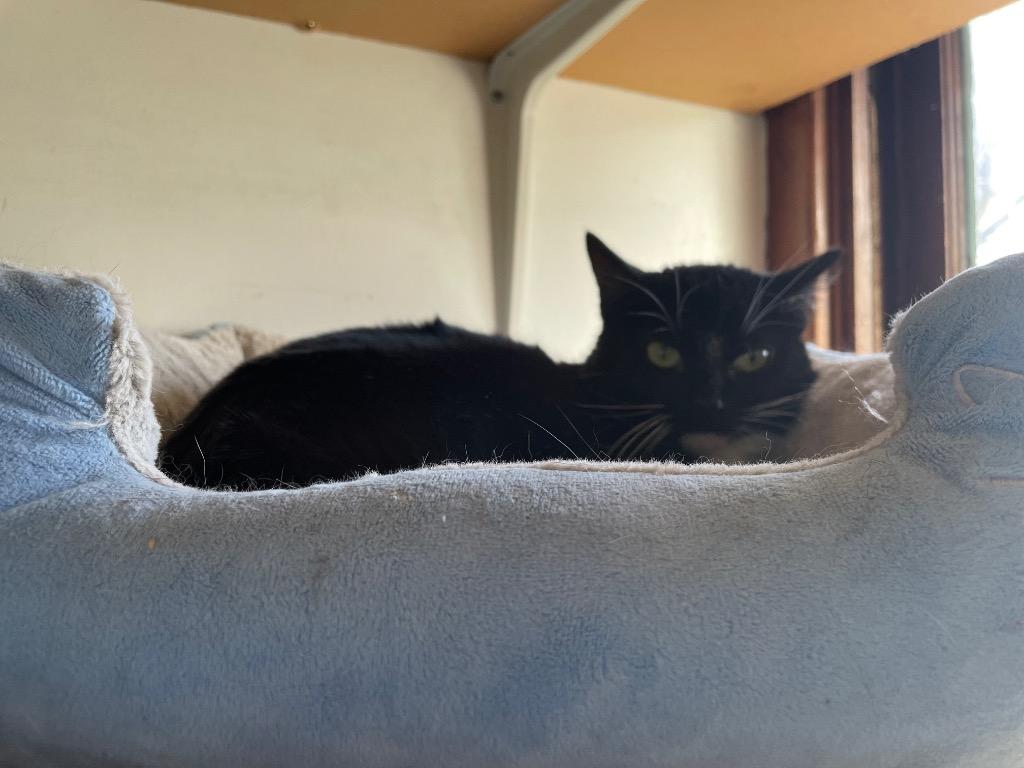 Rosie, Adoptable, Adult Female Domestic Short Hair.