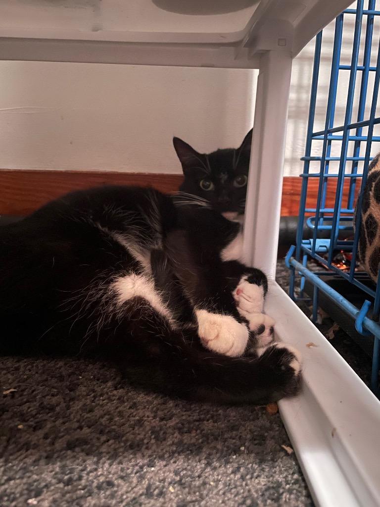 Enlarge Rosie, a Adoptable mixed breed in Camp Hill, PA image 2/5