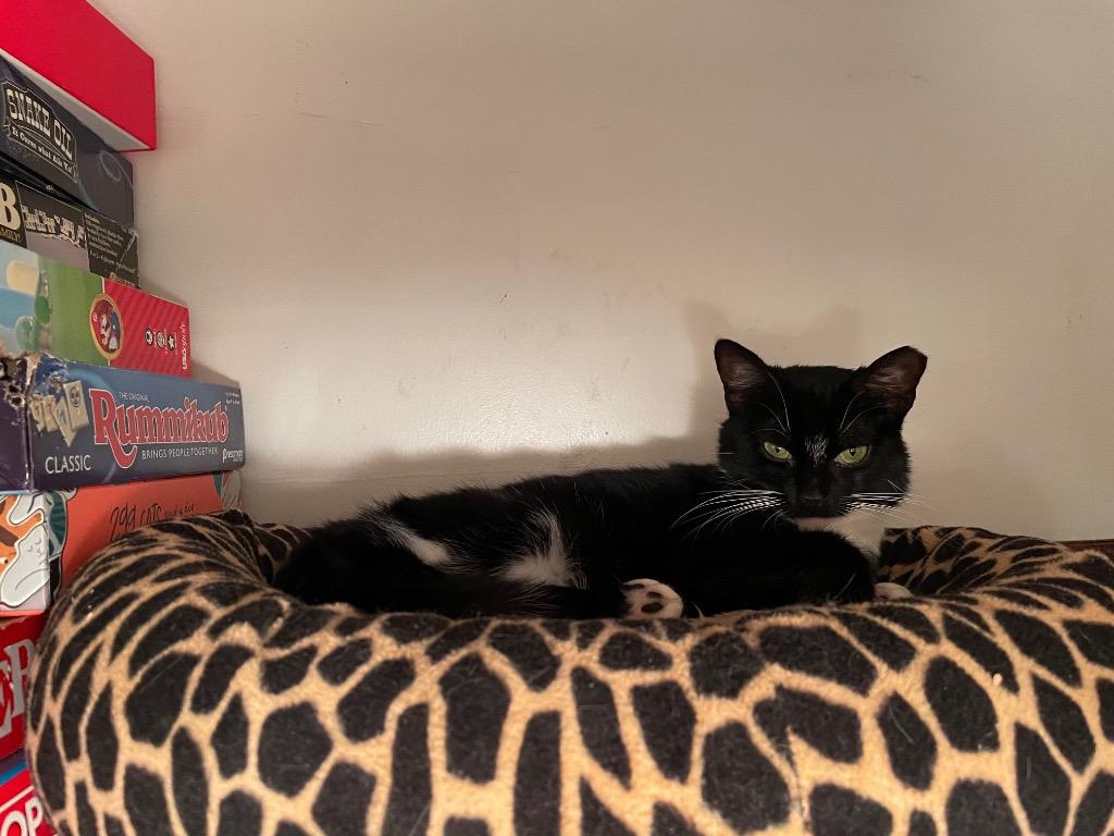 Enlarge Rosie, a Adoptable mixed breed in Camp Hill, PA image 3/5