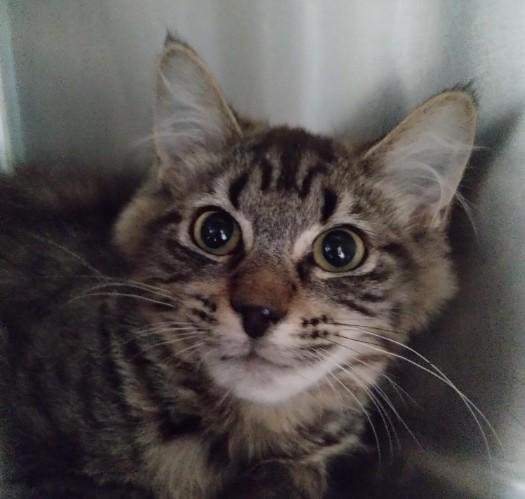 ALEX, Adoptable, Kitten Male Domestic Medium Hair.