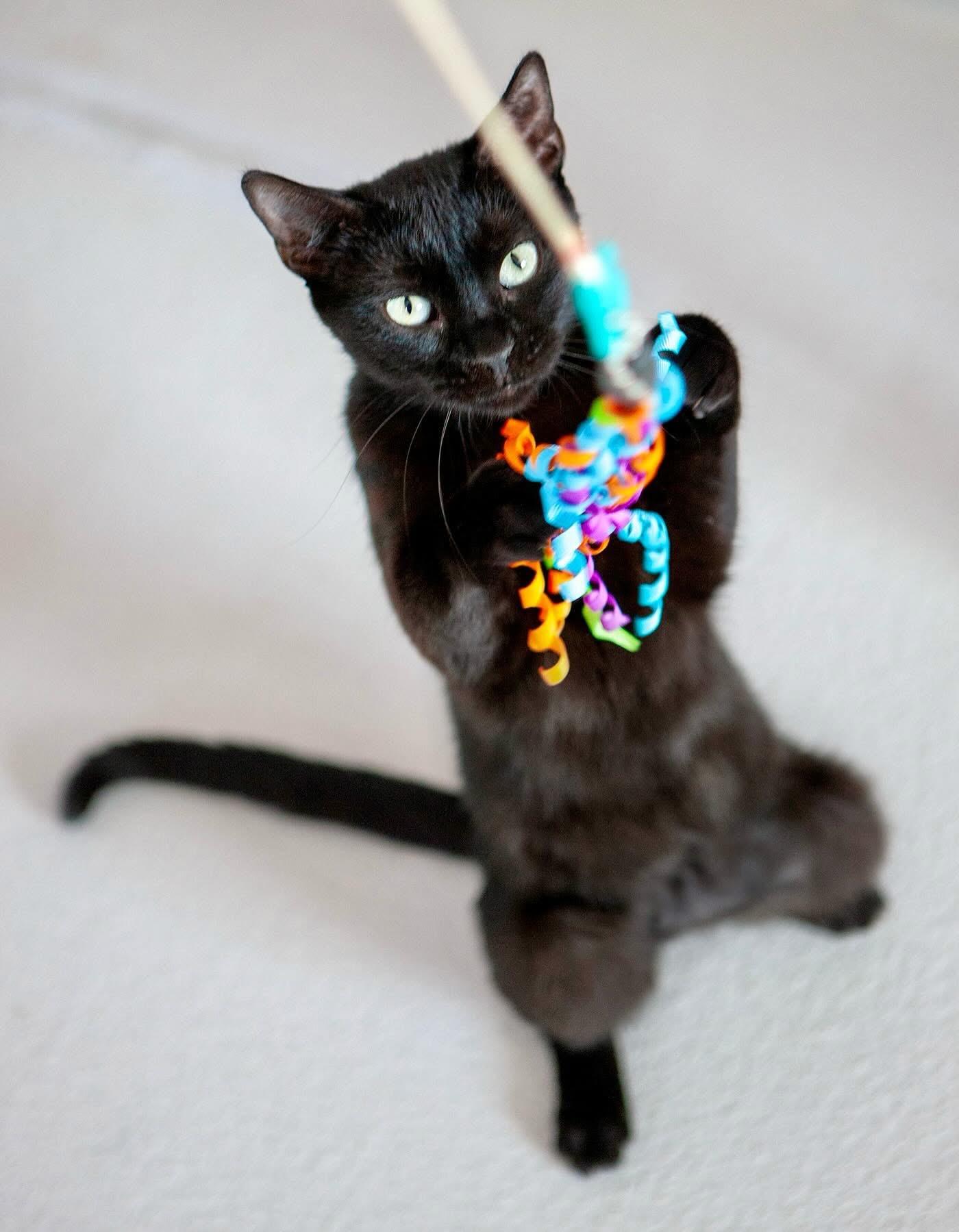 Enlarge Licorice, a Adoptable mixed breed in Lakewood, CO image 3/6