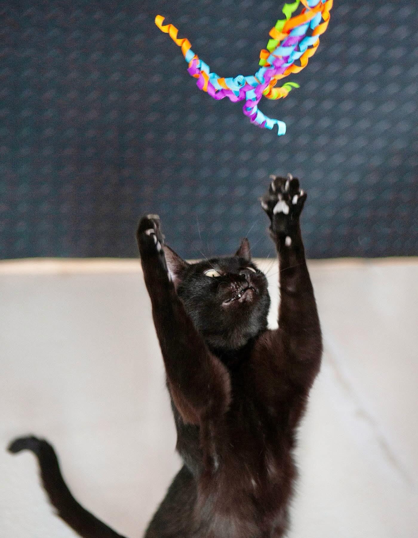 Enlarge Licorice, a Adoptable mixed breed in Lakewood, CO image 4/6