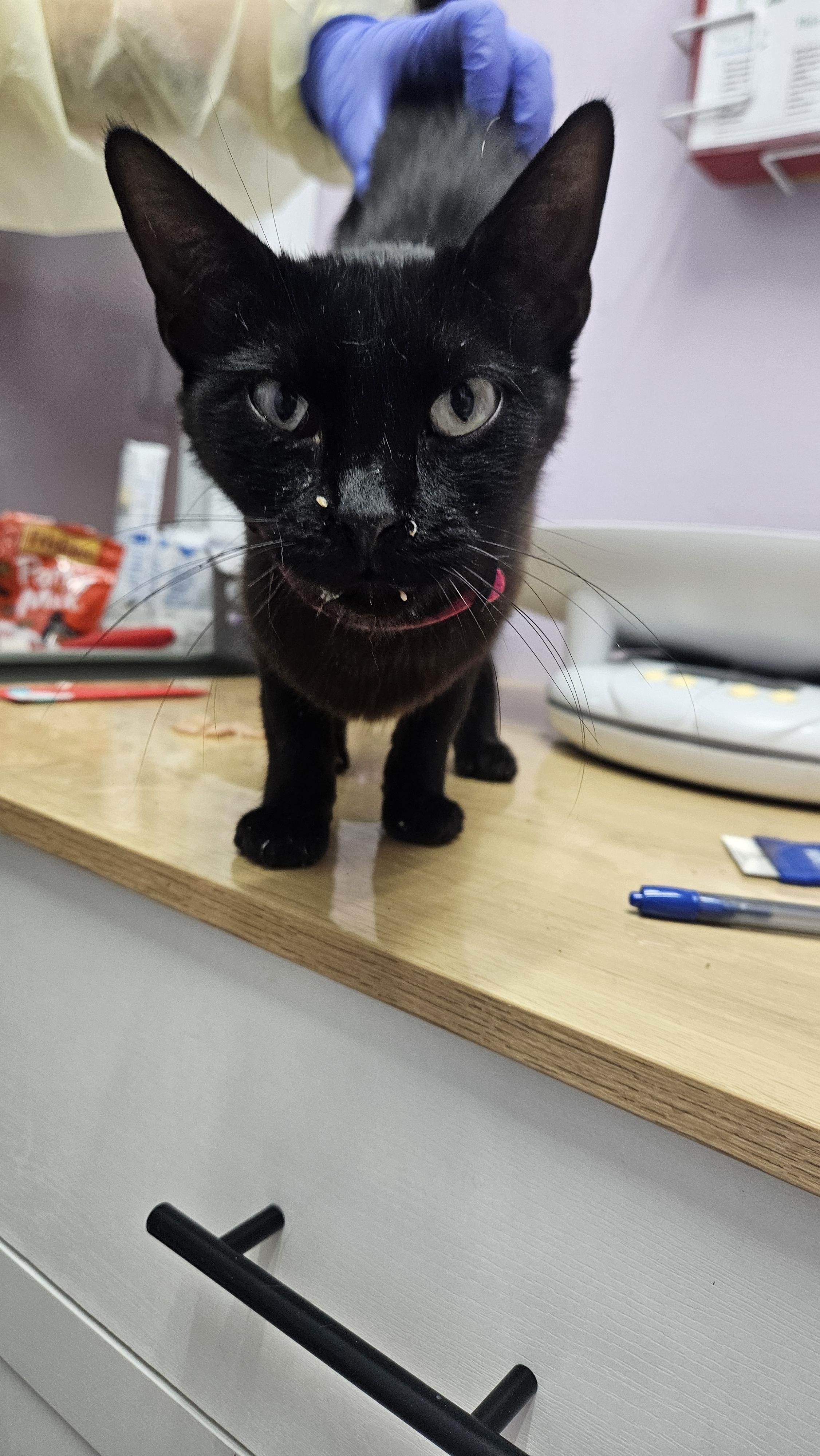 Enlarge Licorice, a Adoptable mixed breed in Lakewood, CO image 5/6