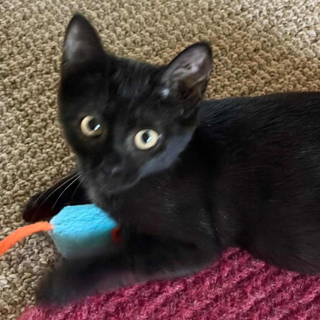 Halligan, Adopted, Kitten Female Domestic Short Hair.