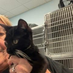 Enlarge Halligan, a Adopted Domestic Short Hair in Greensboro, GA image 2/2