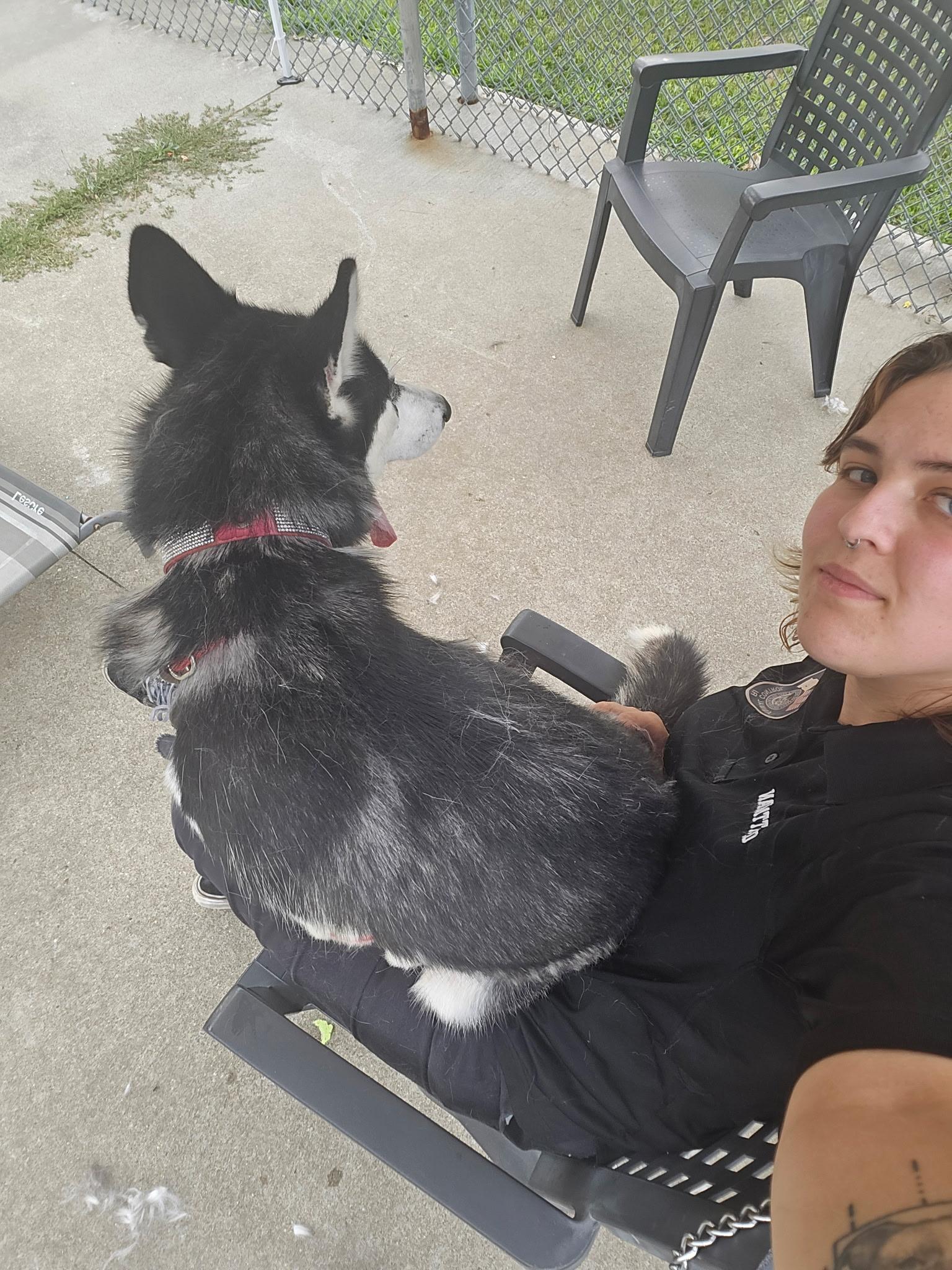 #141 June, Adoptable, Adult Female Siberian Husky.