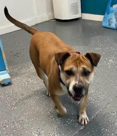 Enlarge Delaney, a Adoptable mixed breed in Warren, MI image 3/6