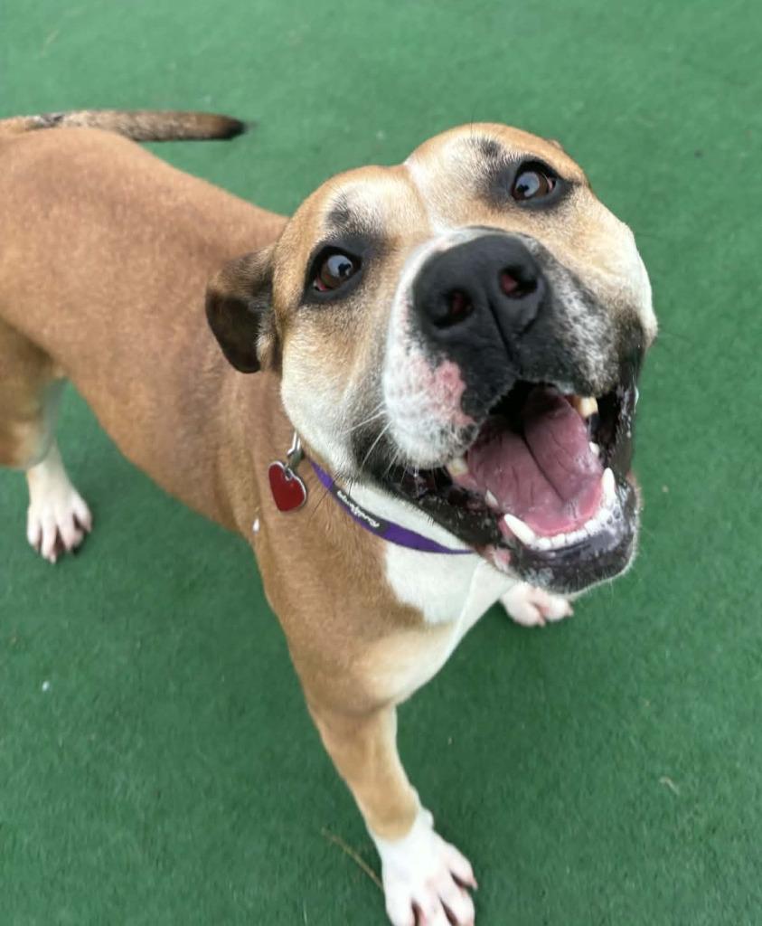 Enlarge Delaney, a Adoptable mixed breed in Warren, MI image 4/6