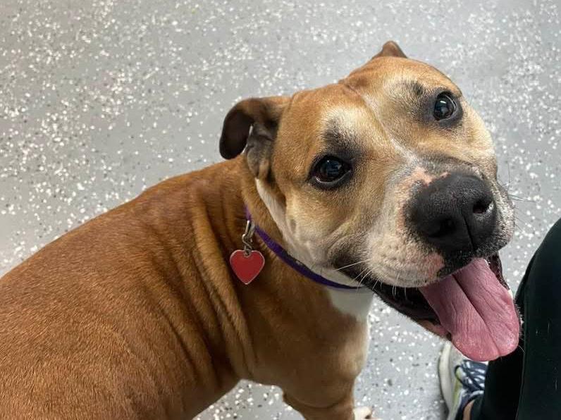 Enlarge Delaney, a Adoptable mixed breed in Warren, MI image 2/6