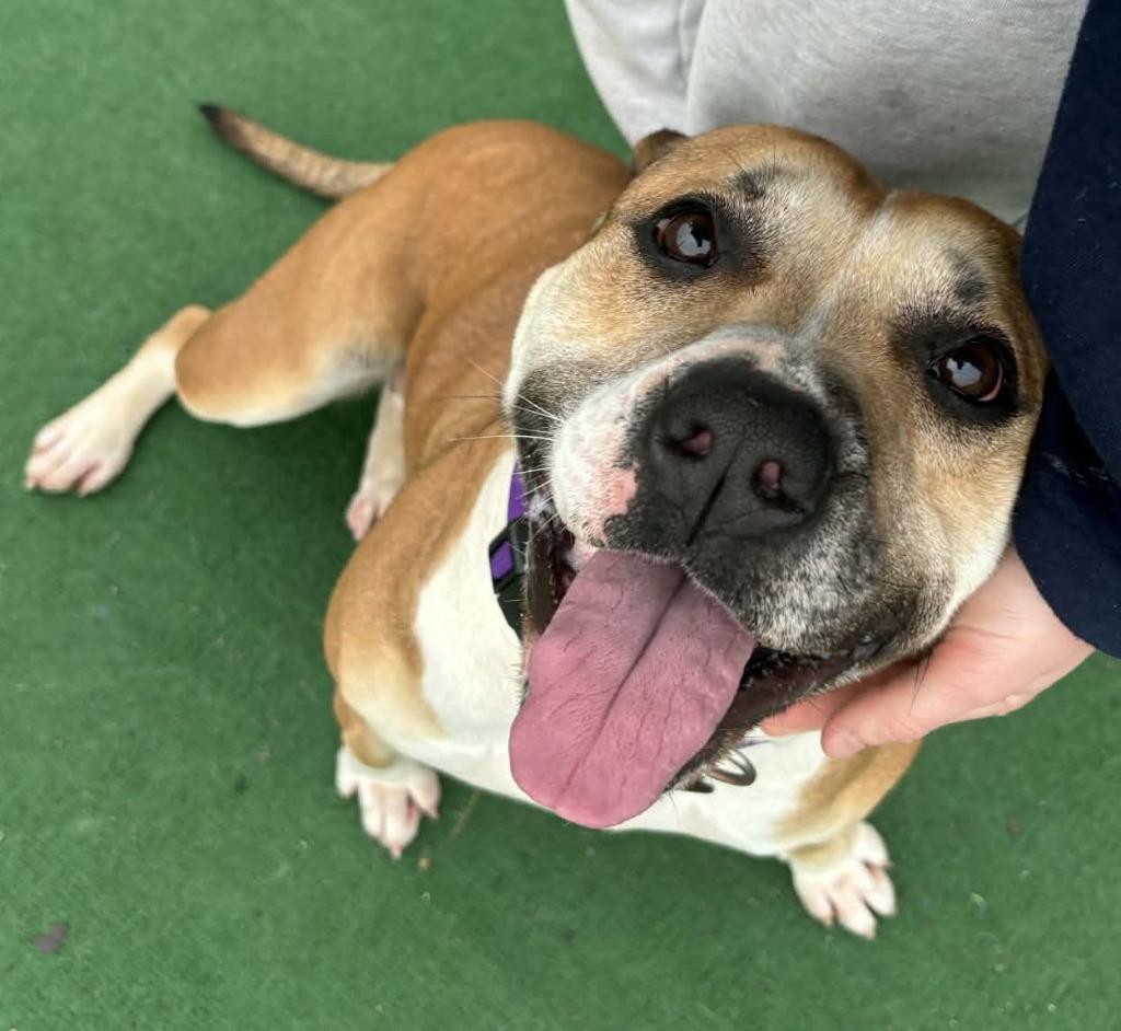 Delaney, Adoptable, Young Female Mixed Breed.