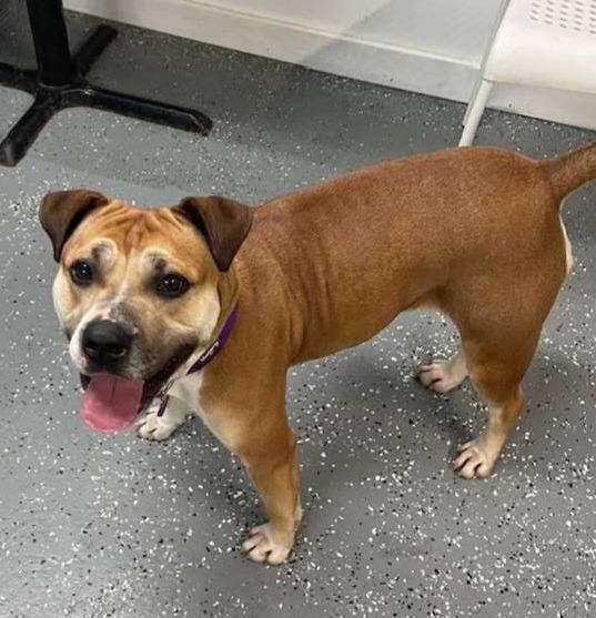 Enlarge Delaney, a Adoptable mixed breed in Warren, MI image 6/6