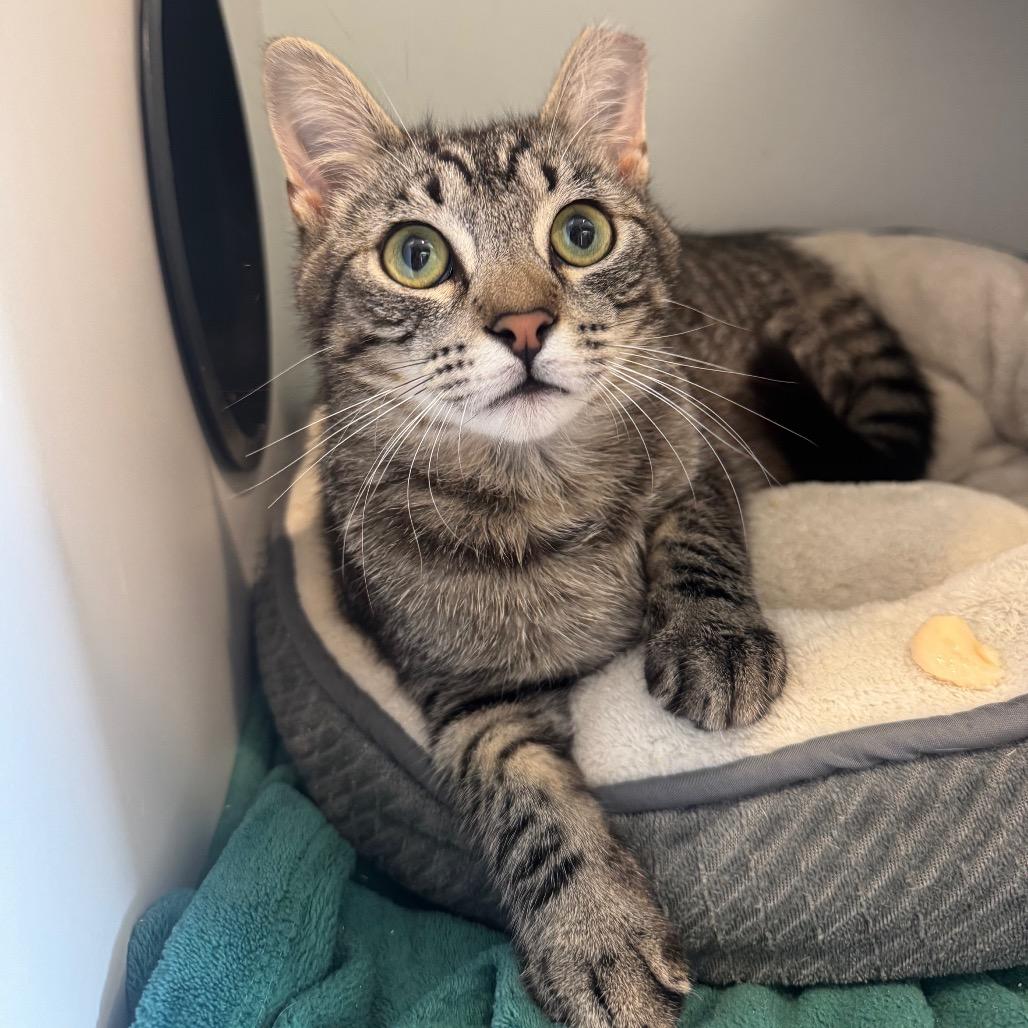 Mars, Adoptable, Young Male Domestic Short Hair.