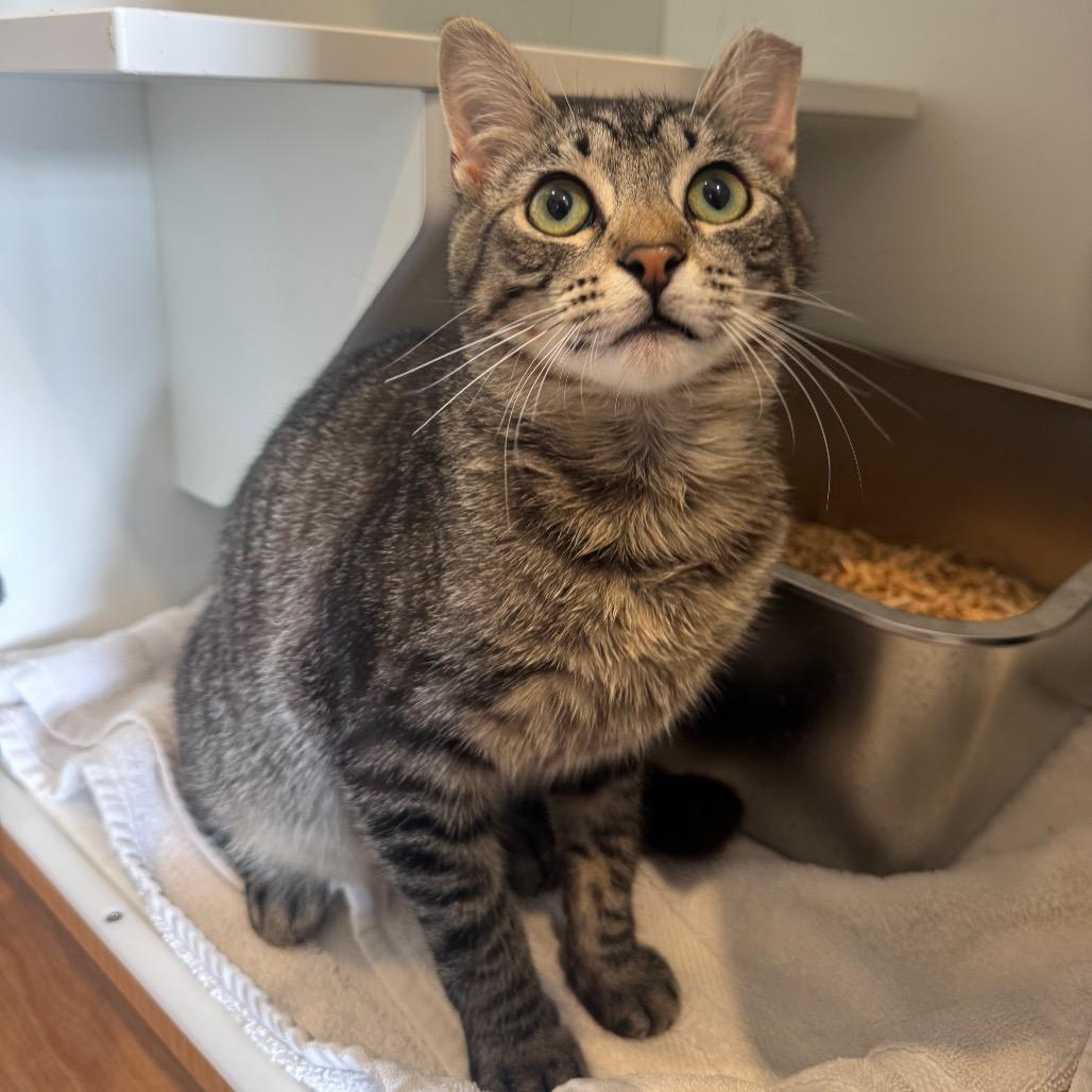 Enlarge Mars, a Adoptable Domestic Short Hair in Buellton, CA image 2/4
