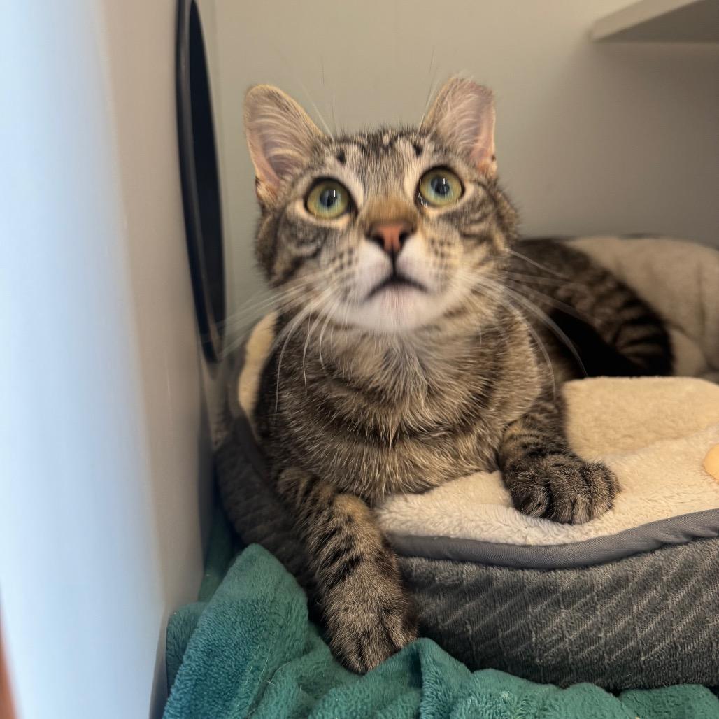 Enlarge Mars, a Adoptable Domestic Short Hair in Buellton, CA image 3/4
