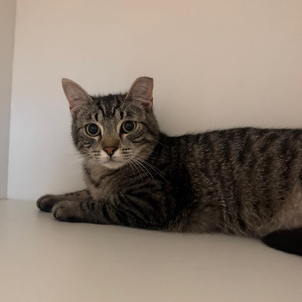 Enlarge Mars, a Adoptable Domestic Short Hair in Buellton, CA image 4/4