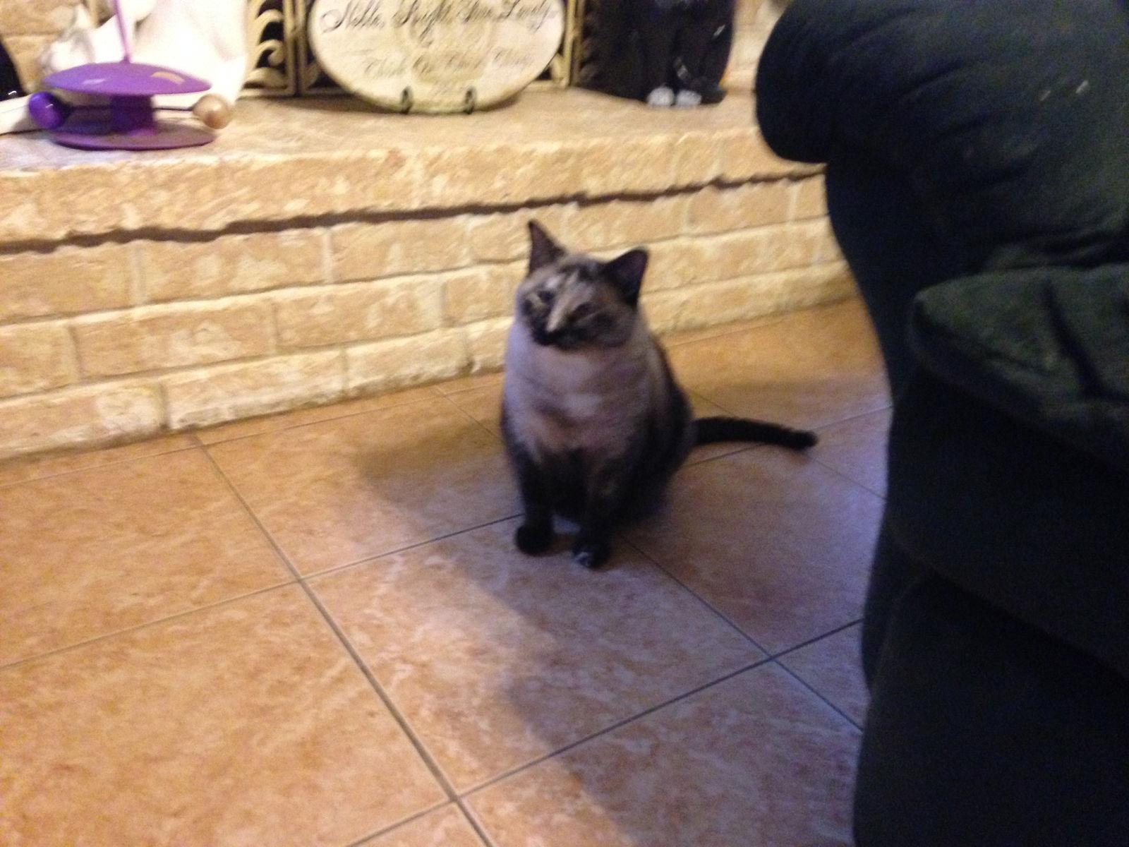 Enlarge Skittles, a Adoptable mixed breed in Cypress, TX image 1/3