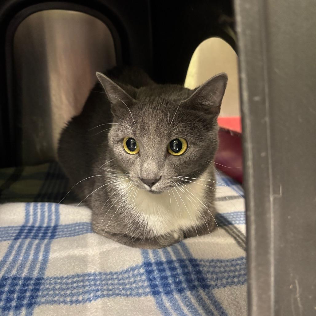 Lady Grey, Adoptable, Adult Female Domestic Short Hair.