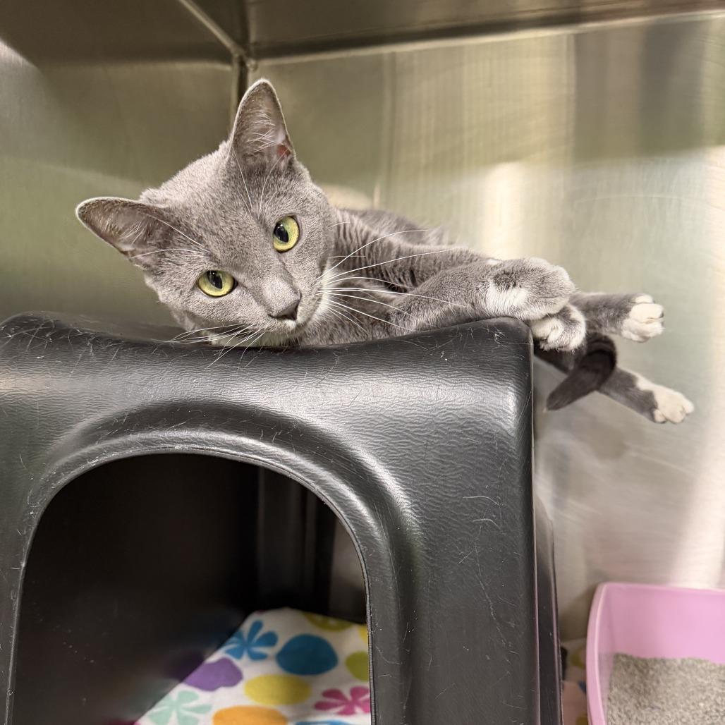 Lady Grey, a Adoptable Domestic Short Hair in Brookfield, MO image 2/2