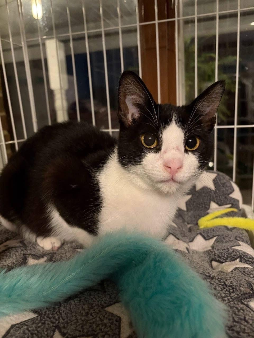 Enlarge Mr. Big Stuff, a Adoptable Domestic Short Hair in Lemont, IL image 2/3