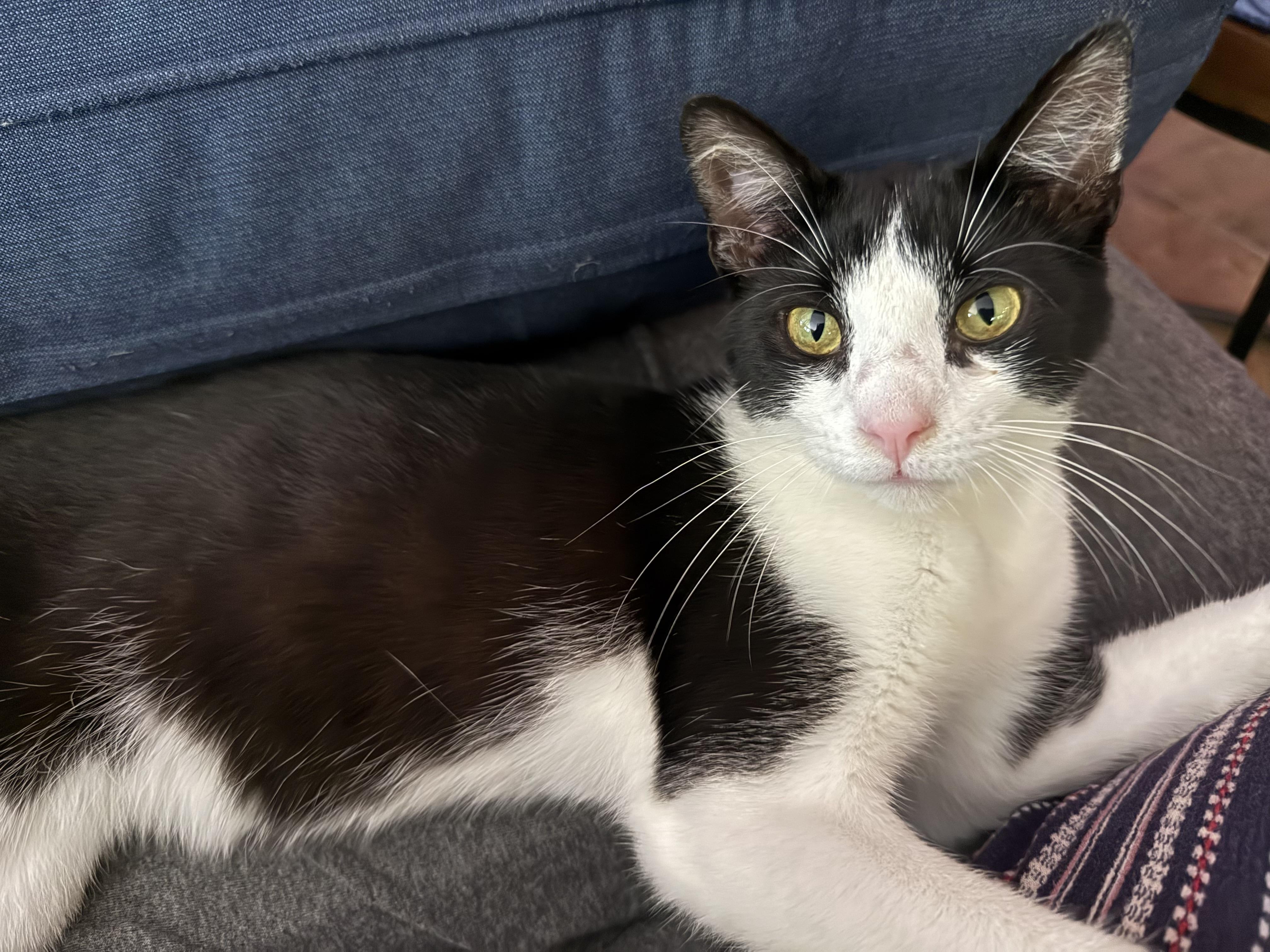 Enlarge Mr. Big Stuff, a Adoptable Domestic Short Hair in Lemont, IL image 3/3