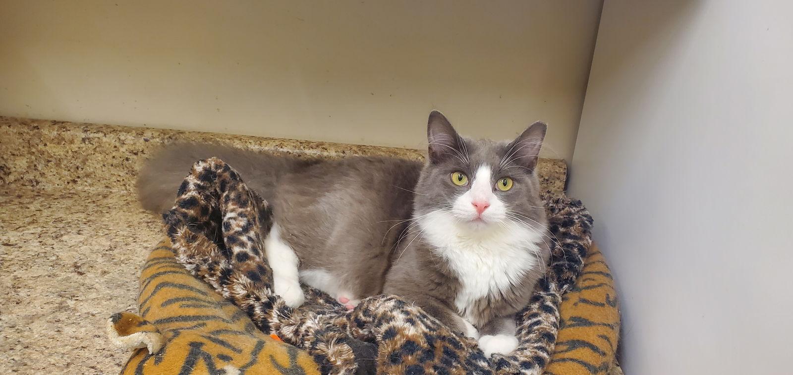 NUTELLA, Adoptable, Young Male Domestic Long Hair.