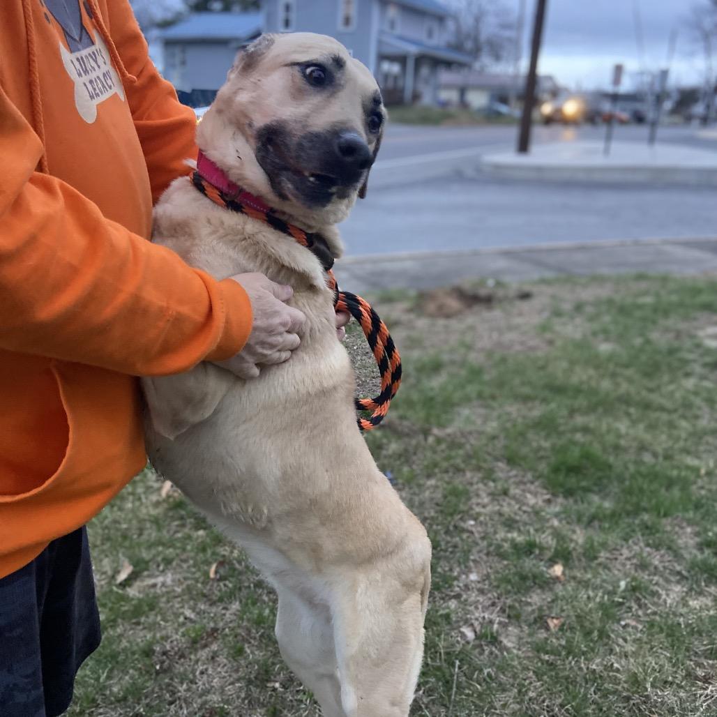 Enlarge Sunshine, a Adoptable mixed breed in Hagerstown, MD image 1/4