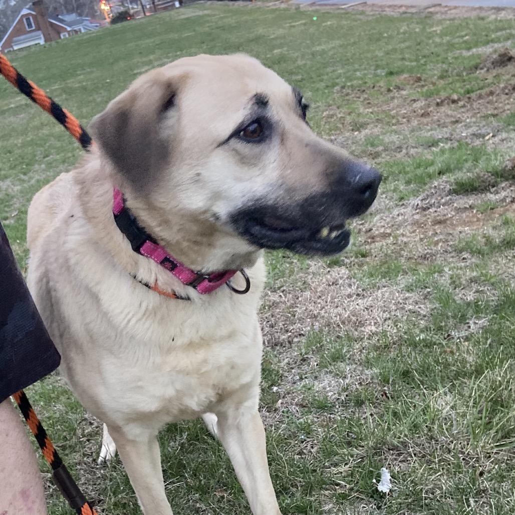 Enlarge Sunshine, a Adoptable mixed breed in Hagerstown, MD image 2/4