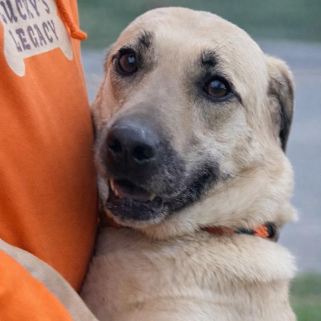 Enlarge Sunshine, a Adoptable mixed breed in Hagerstown, MD image 3/4