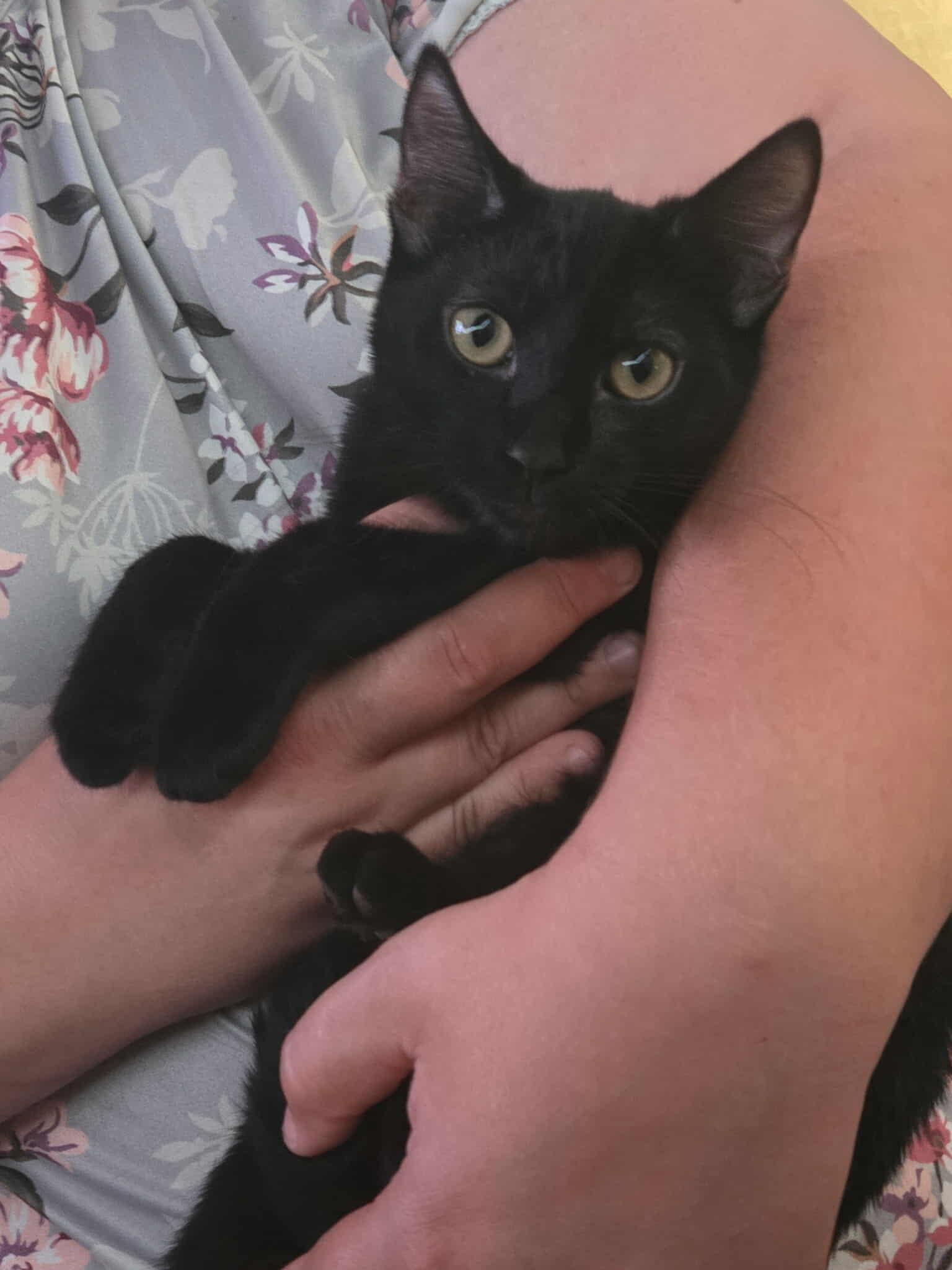 April, Adoptable, Young Female Domestic Short Hair.