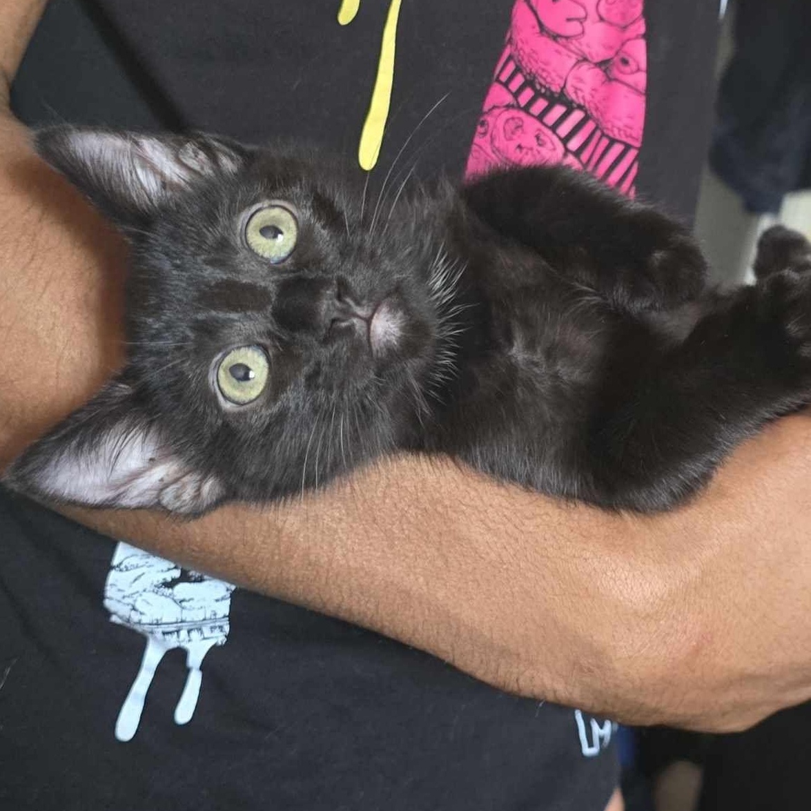 April, a Adoptable Domestic Short Hair in Vacaville, CA image 3/3