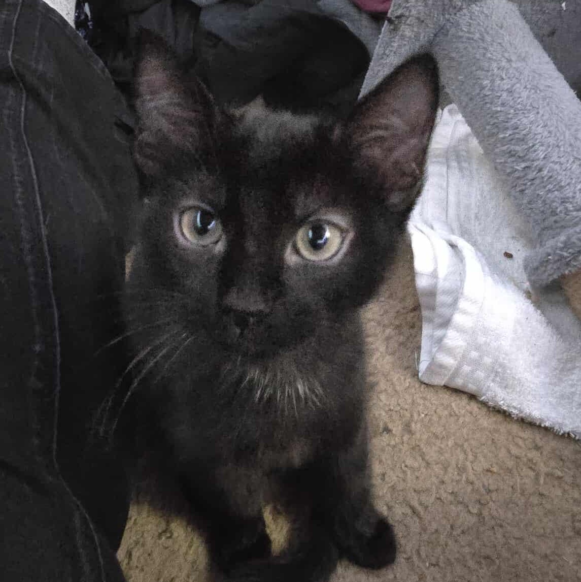 April, Adoptable, Young Female Domestic Short Hair.