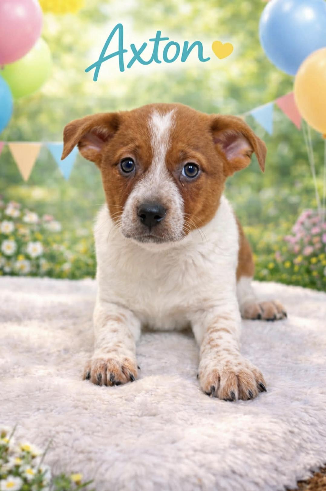 Axton — thumbnail 3