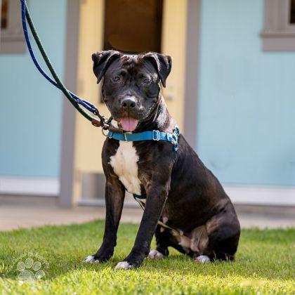 Enlarge Shaina, a Adoptable mixed breed in Honolulu, HI image 1/3