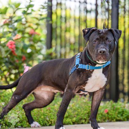 Enlarge Shaina, a Adoptable mixed breed in Honolulu, HI image 2/3