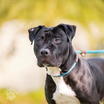 Enlarge Shaina, a Adoptable mixed breed in Honolulu, HI image 1/3