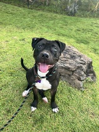 Enlarge Shaina, a Adoptable mixed breed in Honolulu, HI image 2/3