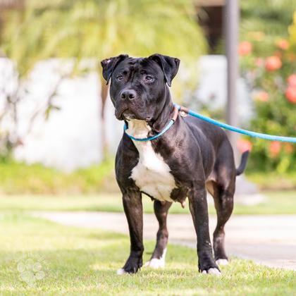 Enlarge Shaina, a Adoptable mixed breed in Honolulu, HI image 3/3
