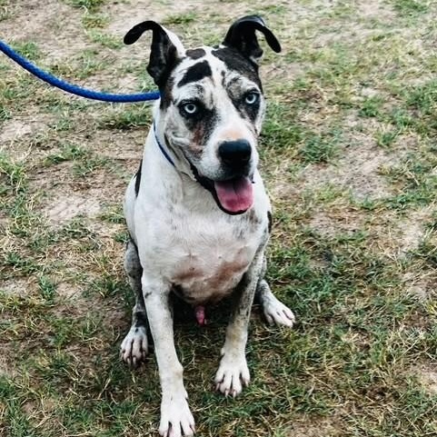 Enlarge Sancho, a Adoptable mixed breed in Williston, VT image 1/3
