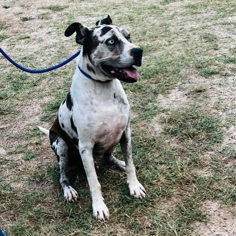 Enlarge Sancho, a Adoptable mixed breed in Williston, VT image 2/3