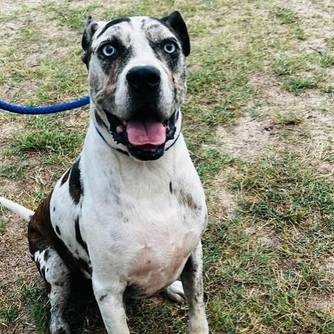 Enlarge Sancho, a Adoptable mixed breed in Williston, VT image 3/3