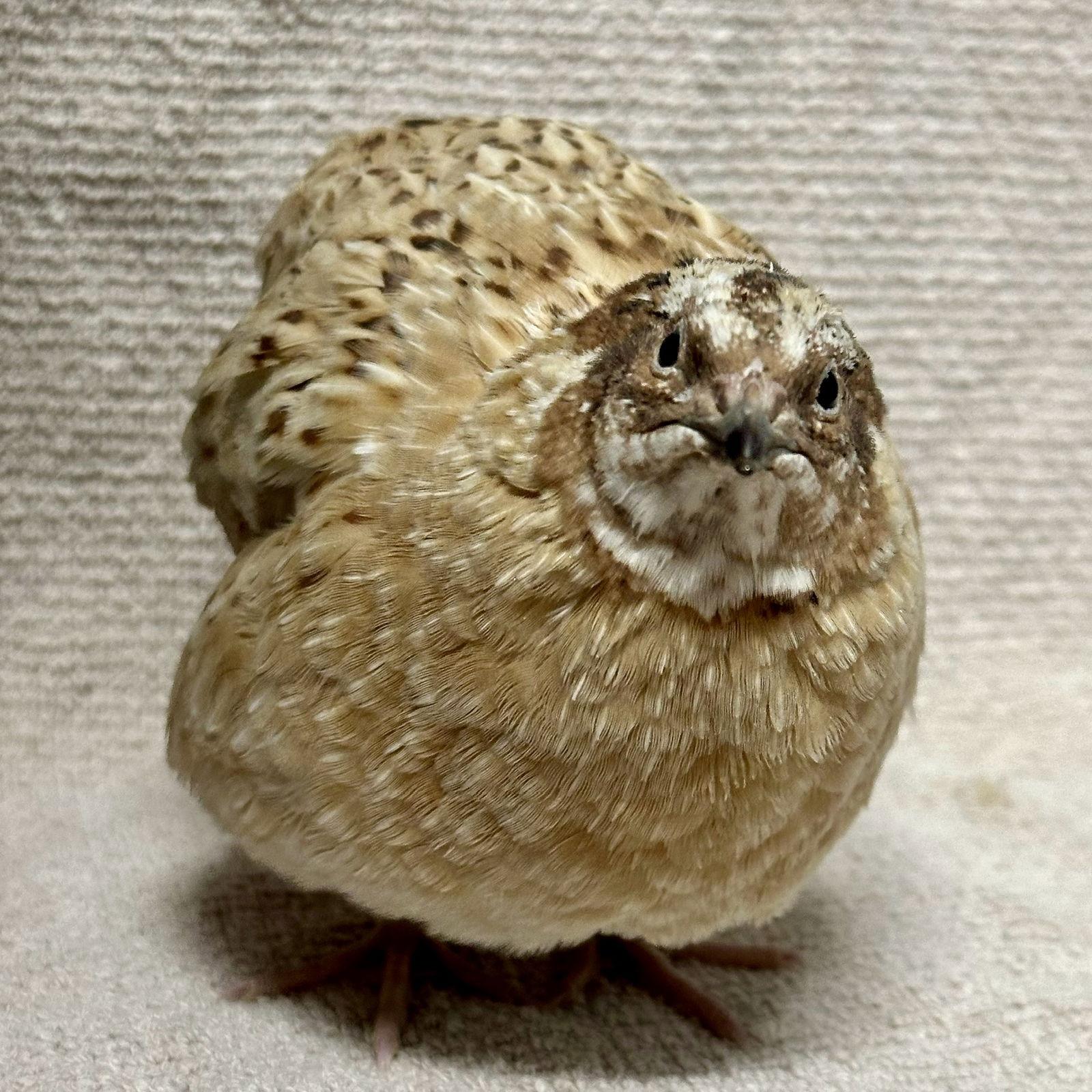 Samwise, Adoptable, Young Male Quail.